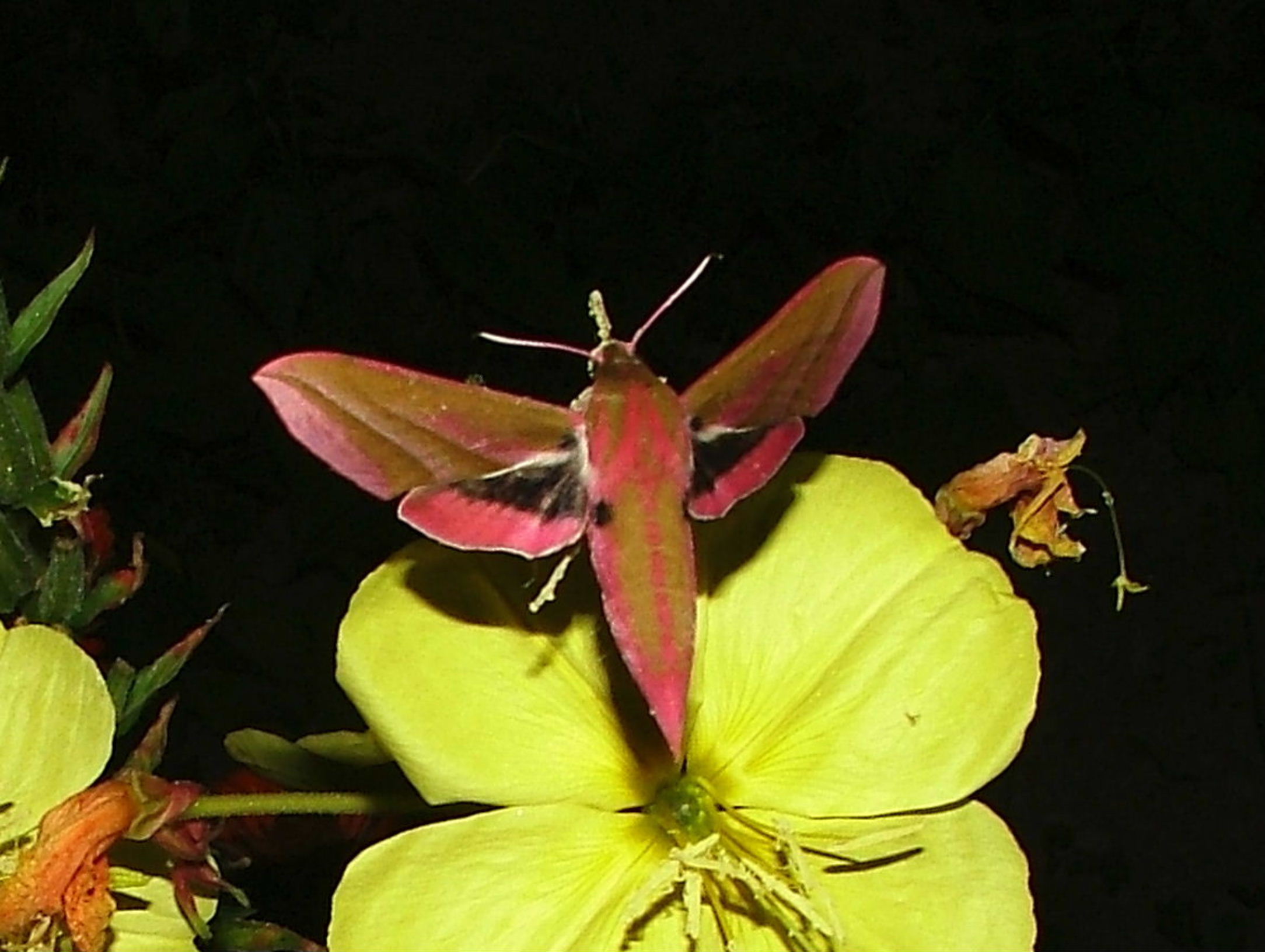 La bellezza � nei colori ma la grazia � nel volo